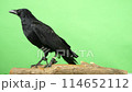 A carrion crow looking around on a branch 114652112