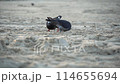 animal, bird, dove 114655694
