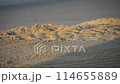 beach, ocean, sand 114655889