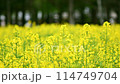Rape blossoms swaying in the wind 114749704