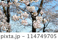Swaying cherry blossoms in full bloom 114749705