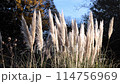 The movement of the flowers of the pampas grass in the morning at park. Abstract natural background of The fascinating plumage soft pampas grass moving through the wind. 114756969