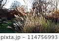 A man is walking through the bush of grass in the park. Abstract natural background of The fascinating plumage soft pampas grass moving through the wind. 114756993