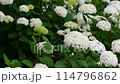 Hydrangeas at Moriyama Ashikari Garden, Annabelle at the Hydrangea Garden in Moriyama City, Shiga Prefecture, and white hydrangea Annabelle 114796862