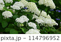 Hydrangeas at Moriyama Ashikari Garden, Annabelle at the Hydrangea Garden in Moriyama City, Shiga Prefecture, and white hydrangea Annabelle 114796952