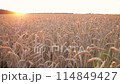 Wheat field at sunset Evening golden hour 114849427