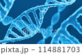 Spiral DNA molecule in motion on blue background. Helix structure of genetic code. Genetic engineering bioengineering, molecular biology or genetic testing concepts. High quality 4k footage 3d render. 114881703