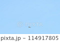 ハヤブサが江の島の空中を飛び回る 114917805