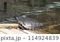 Turtle Hinata Pokko Waterside 114924839