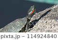 Turtle Hinata Pokko Rocky area 114924840