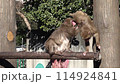 monkey zoo fight 114924841