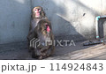 snuggling monkeys zoo 114924843