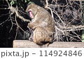 monkey playing chain zoo 114924846