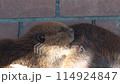 beaver nap sunbathing zoo 114924847