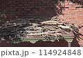 beaver nest building nest sleeping area 114924848