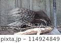 African Crested Porcupine Eating at the Zoo 114924849