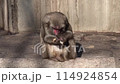 Monkey eating at the zoo 114924854