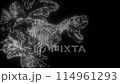 Tyrannosaurus Rex skeleton in white line on black background 114961293