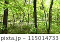 森の中を流れる清流　せせらぎ　軽井沢 115014733
