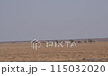 a line of elephants walking through a desert. 115032020