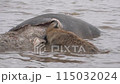 a hyena exposes the thickness of the hide of a hippopotamus. 115032024