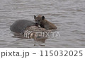 a hyena eating a dead hippo floating in a swamp. 115032025