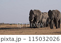a group of elephants walk past the camera close up. 115032026