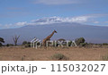 a giraffe walks across the camera with kilimanjaro in the background. 115032027
