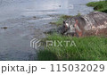 a close up of a hippo feeding in a swamp 115032029