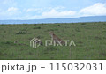 a baby cheetah plays with her mother in the plains of mara. 115032031