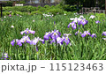 花菖蒲 115123463