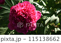 Red peony illuminated by the sun. Natural background. Close-up 115138662