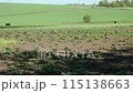 Farmer's field in spring. You can see vegetable gardens, fields, cows 115138663