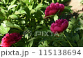 Red peony flowers among green leaves. Natural background 115138694