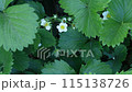 Strawberry flowers among green leaves. Natural background 115138726