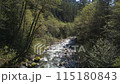 Scenic River surrounded by Trees in the Fraser Valley. Rocks, White Water. Spring Season. BC, Canada. 115180843