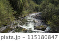 Scenic River surrounded by Trees in the Fraser Valley. Rocks, White Water. Spring Season. BC, Canada. 115180847