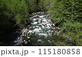 Scenic River surrounded by Trees in the Fraser Valley. Rocks, White Water. Spring Season. BC, Canada. 115180858