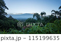 Misty Morning Timelapse through Tropical Mountain Forest 115199635