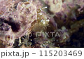 Close-up on little orange colored Squat Shrimp (Thor amboinensis) walking at the bottom of the sea 115203469