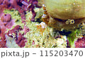 Close-up on little orange colored Squat Shrimp (Thor amboinensis) walking at the bottom of the sea 115203470
