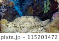 Underwater coral reef with colorful tropical fish and Carpet shark - Wobbegong (Orectolobidae). Beautiful living coral gardens and lots of fish swim and feed in the clear transparent blue sea. 115203472