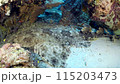 Underwater coral reef with colorful tropical fish and Carpet shark - Wobbegong (Orectolobidae). Beautiful living coral gardens and lots of fish swim and feed in the clear transparent blue sea. 115203473