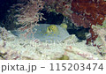 Stingray at the bottom of the sea. A close-up of Bluespotted Ribbontail Ray hiding in corals at the bottom of the sea 115203474