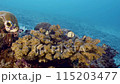 A stony coral Acropora subulata with flock of little damselfish. Beautiful living coral gardens and lots of fish swim and feed in the clear transparent blue sea. 115203477