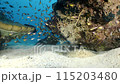 Underwater coral reef with colorful tropical fish and Carpet shark - Wobbegong (Orectolobidae). Beautiful living coral gardens and lots of fish swim and feed in the clear transparent blue sea. 115203480