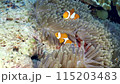 Little tropical fish Clown Anemonefish schooling in anemone tentacles. Anemon fish close-up. 115203483