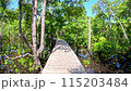 A wooden bridge over the mangroove forest in bright sunny day 115203484