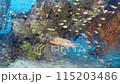 Diving shot picturesque seascape of an underwater fantastic coral reef with colorful tropical fish. Beautiful living coral gardens and lots of fish swim and feed in the clear transparent blue sea. 115203486