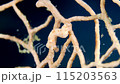 A close-up of little Pygmy Seahorse (Hippocampus bargibanti) on coral branch. 115203563